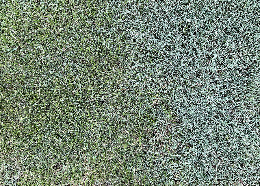 Lawn Care How to Get Bermudagrass out of Zoysiagrass
